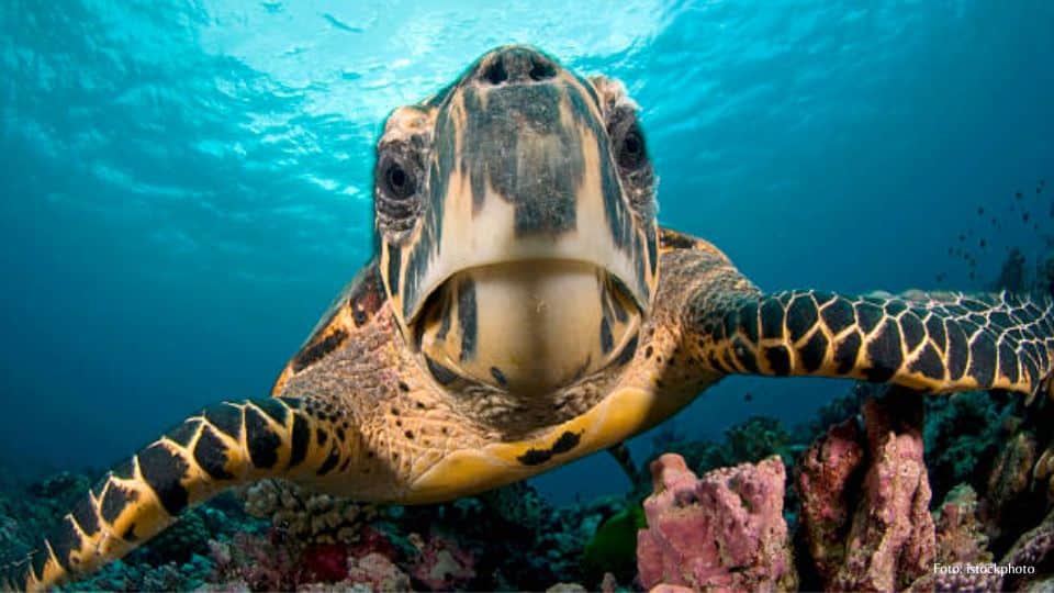 quem-sao-as-tartarugas- -marinhas