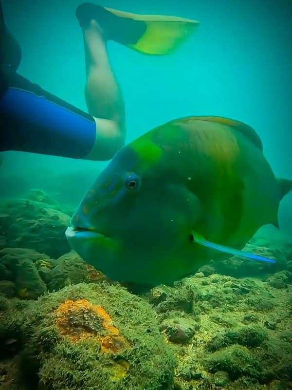 peixe-papagaio-fred-ilhabela-mergulho-na-ilha-das-cabras-ilhados-ilhabelacombr Fred, peixe papagaio na Ilha das Cabras em Ilhabela