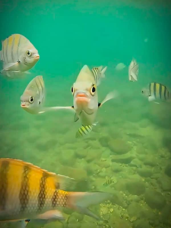 peixes-ilhabela-mergulho-na-ilha-das-cabras-ilhados-ilhabelacombr Peixes na Ilha das Cabras em Ilhabela